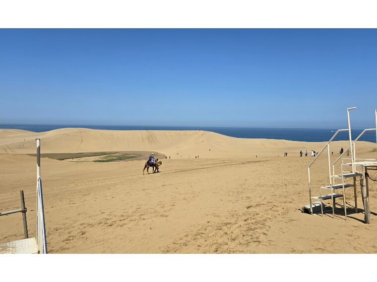 鳥取砂丘ラクダのりば