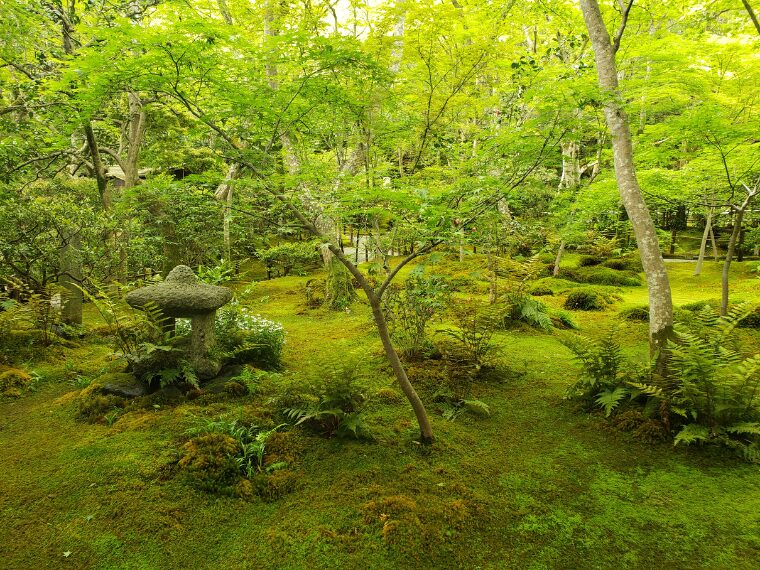 祇王寺の青もみじ