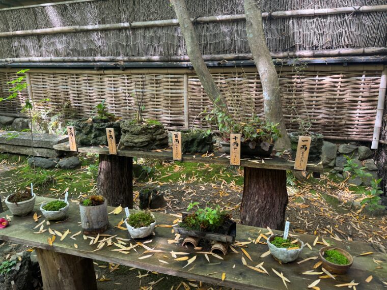 祇王寺の苔