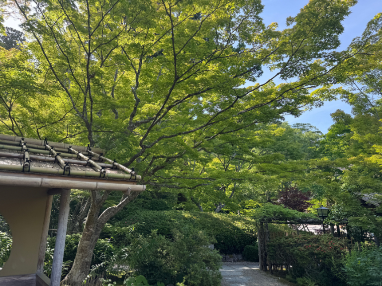 円通院青もみじ